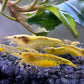 Die gelbe Garnele im Aquarium auf schwarzem Bodengrund. Nachzuchten von Neocaridina davidi Yellow Fire Neon kaufen