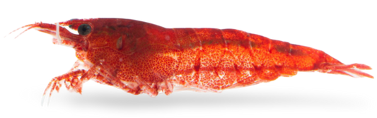 Die bloody mary Garnele ist auch im Inneren rot gefärbt und erhält dadurch besondere Farbintensität. In dunkler Umgebung zeigt sie ein dunkles Blutrot.