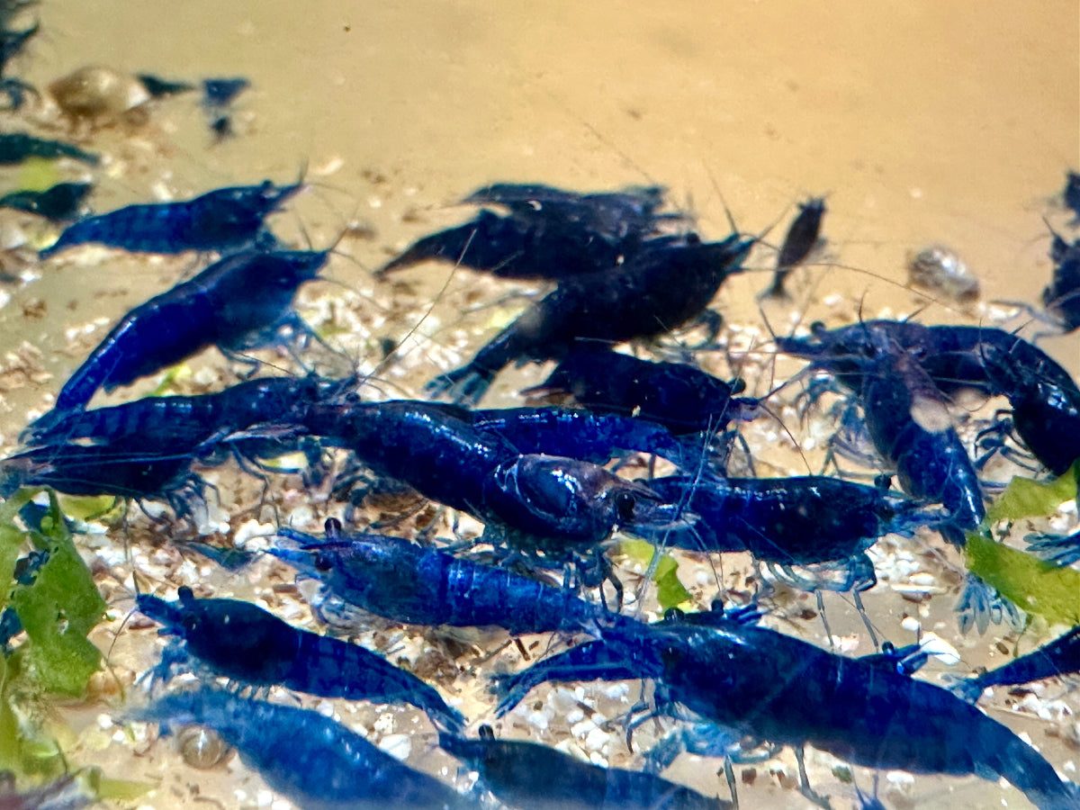 Neocaridina blue diamond zeigen ein brilliantes Blau und sind extrem erbfest.