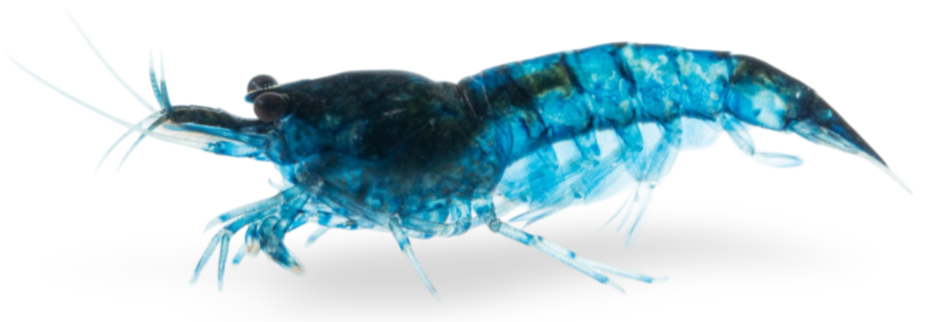 Blue dream Garnelen sind allgemein intensiv blau gefärbt und bringen durch ihre Varianz spannende Musterungen hervor.
