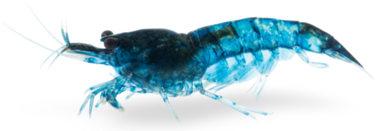 Blue dream Garnelen sind allgemein intensiv blau gefärbt und bringen durch ihre Varianz spannende Musterungen hervor.