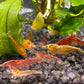 Neocaridina davidi Orange tricolor Garnele ein bunter garnelenstamm für Nanoaquarien in Gelb, Rot und Orange
