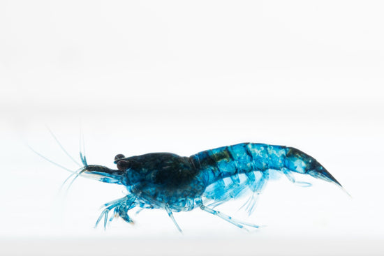 Neocaridina davidi 