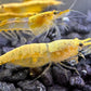 Unsere eigene Zuchtform als Garnelenzüchter die Neocaridina davidi Crested Cream Garnele ein Weibchen