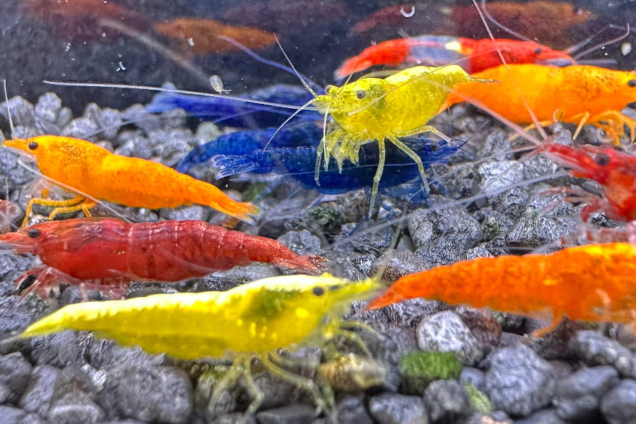 Neocaridina davidi Farbmix die bunten Zwerggarnelen im Aquarium in Blau, Gelb, Orange und Rot kaufen
