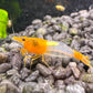 Eine Neocaridina davidi Orange Rili Garnele im Aquarium auf dunklen Kies mit sichtbaren Eifleck