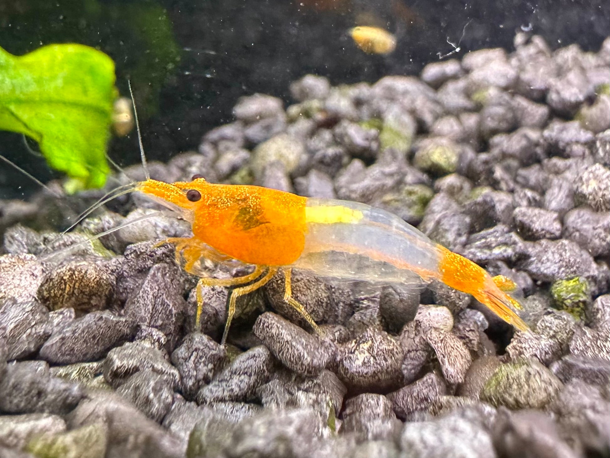 Eine Neocaridina davidi Orange Rili Garnele im Aquarium auf dunklen Kies mit sichtbaren Eifleck