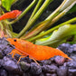 Neocaridina davidi im Aquarium auf dunklen Bodengrund ein Orange Sakura Garnelen Weibchen  mit Eiern