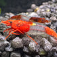 Intensive gefärbte Neocaridina davidi Red Rili Garnele im Aquarium auf schwarzem Kies mit Eifleck