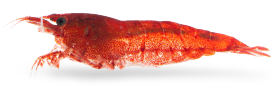 Blutrote Zwerggarnele für dein Aquarium die Neocaridina davidi Bloody Mary Garnele aus deutscher Nachzucht