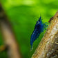 Unsere intensiv blaue Neocaridina davidi Blue Dream Garnele aus eigener Nachzucht von Rheingarnelen, deinem Garnelenzüchter