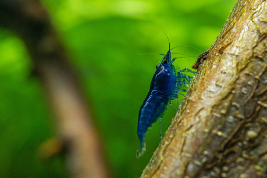 Unsere intensiv blaue Neocaridina davidi Blue Dream Garnele aus eigener Nachzucht von Rheingarnelen, deinem Garnelenzüchter