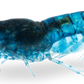 Intensiv gefärbte Neocaridina davidi Blue Dream Garnele kaufen für dein Aquarium