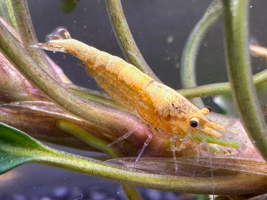 Neocaridina davidi crested cream Garnele auf einem Pflanzenstängel mit intensiven Rückenstrich