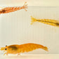 Variable Zwerggarnelen unsere Tricolor Garnelen Nachzuchten der Neocaridina davidi kaufen - Orange, Gelb, Rot