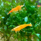 Neocaridina orange sakura sind leuchtend orange und Weibchen bilden einen teilweise breit ausgeprägten Rückenstrich aus.