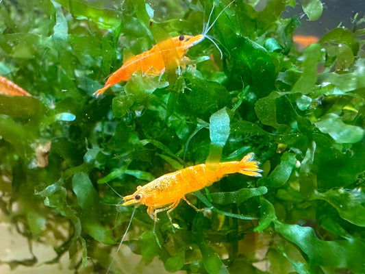 Neocaridina orange sakura sind leuchtend orange und Weibchen bilden einen teilweise breit ausgeprägten Rückenstrich aus.