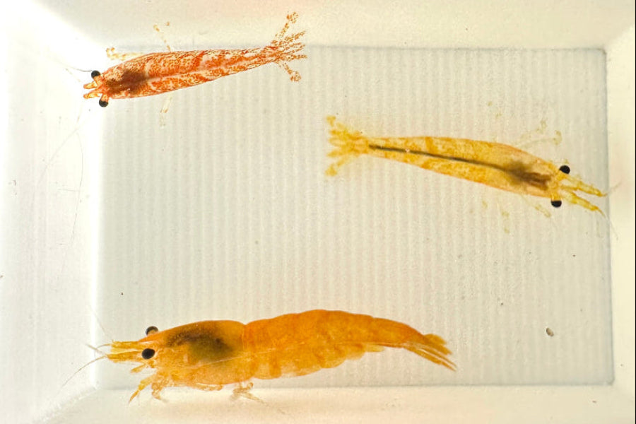 Ein sehr variabler Stamm der Neocaridina davidi, bei dem gelbe, orange und rote Tiere, sowie auch Rili Formen aller Farbschläge auftreten. 