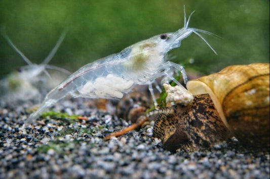 Tolle weiße Neocaridina palmata White Pearl Garnele im Aquarium halten und kaufen