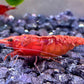 Unser Stamm von Neocaridina red sakura zeigt ein intensives rot mit breitem Rückenstreifen.