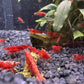 Eine Gruppe unserer Neocaridina red sakura beim Fressen.