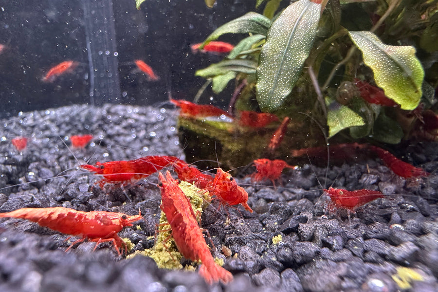 Eine Gruppe unserer Neocaridina red sakura beim Fressen.