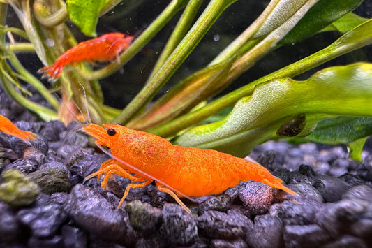 Neocaridina 'Orange Sakura' Weibchen 