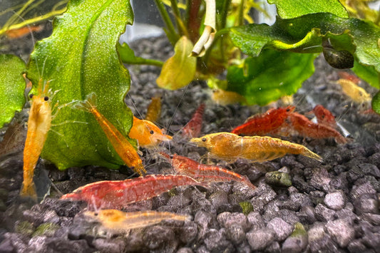 Orange tricolor Neocaridina Garnelen sind ein alter Zuchtstamm in unserer Anlage mit hoher Varianz zwischen gelb, orange, rot und Rili Formen. Ein interessanter, bunter Farbmix für das Gesellschaftsaquarium.