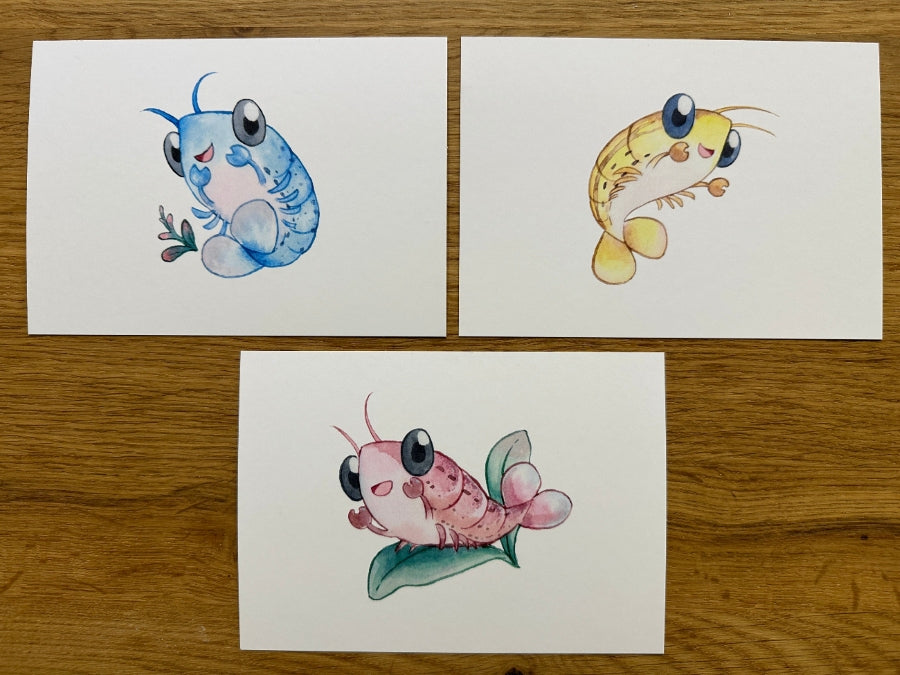 Niedliche Garnelen Postkarten zum Sammeln für Garnelenfans
