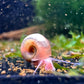 10x braune Posthornschnecke - Planorbella duryi