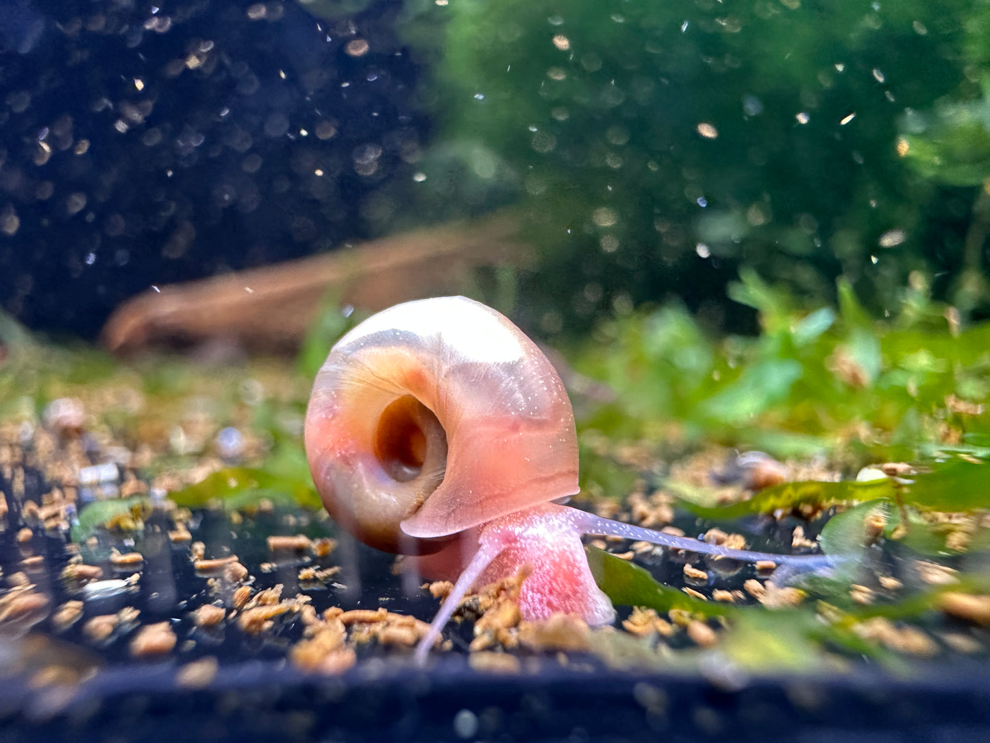 10x braune Posthornschnecke - Planorbella duryi