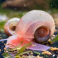 10x braune Posthornschnecke - Planorbella duryi