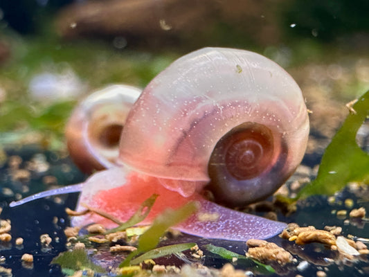 10x braune Posthornschnecke - Planorbella duryi