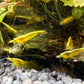 Yellow Neon Neocaridina Garnelen bevorzugen dunklen Untergrund und erzeugen farbige Highlights im Aquarium