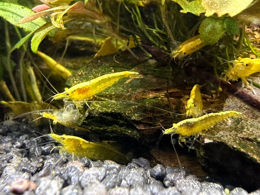 Yellow Neon Neocaridina Garnelen bevorzugen dunklen Untergrund und erzeugen farbige Highlights im Aquarium