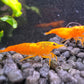 Nachzuchten von intensiv leuchtenden Neocaridina davidi Orange Sakura Garnelen kaufen - Weibchen mit Eifleck