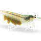 Amano Garnele (DNZ) - Händler