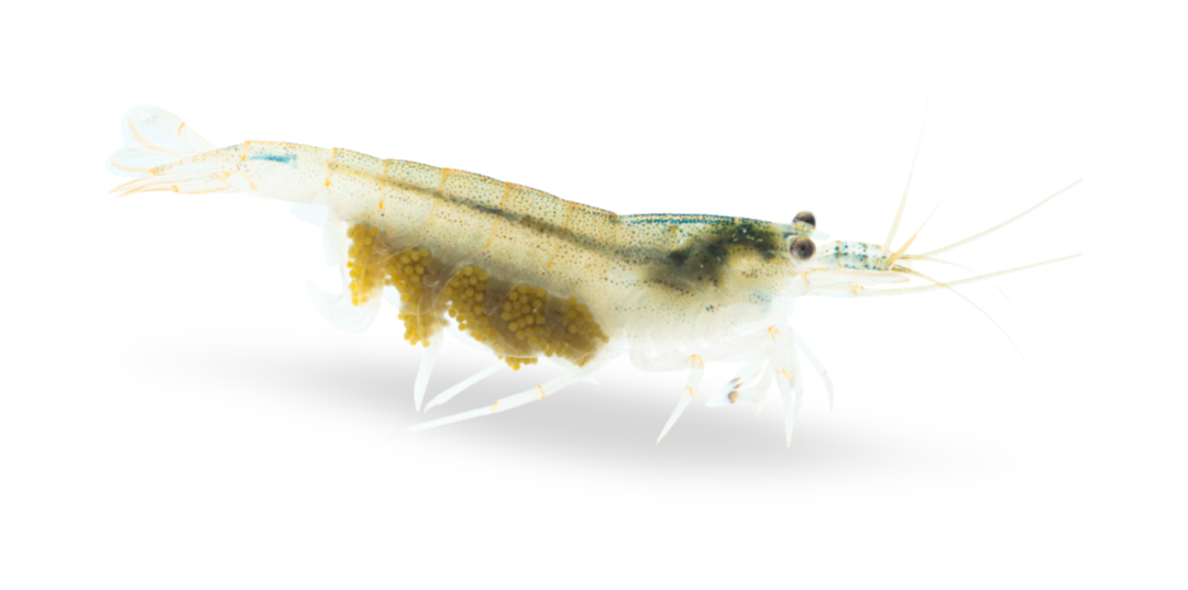 Amano Garnele (DNZ) - Händler