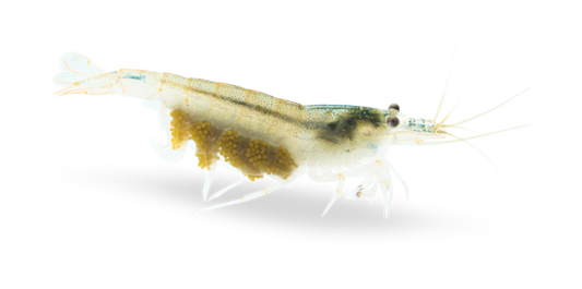 Amano Garnele (DNZ) - Händler