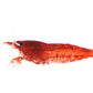 Neocaridina davidi (DNZ) - eigene Nachzuchten; Hier: Zuchtform Bloody Mary (freigestellt auf weißem Hintergrund; Fotograf: Tobias Gawrisch)