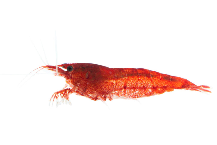 Rheingarnelen Deutsche Nachzucht Fische und Garnelen Aquarium