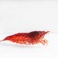 Neocaridina davidi (Blood Mary (freigestellt auf weißem Grund; Fotograf: Tobias Gawrisch)