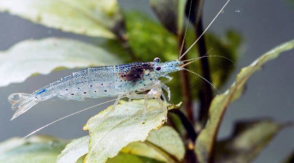 Amano-Garnele - Caridina multidentata, Männchen auf Blatt von Bucephalandra sp. (Fotograf: Oliver Mengedoht)
