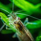 Amano-Garnele Nahaufnahme Kopf vor Hintergrund (Fotograf: Tobias Gawrisch)