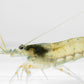 Amano-Garnelen (DNZ) - Eigene Nachzuchten - hier: Männchen (Freigestellt auf weißem Grund; Fotograf: Tobias Gawrisch)