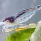 Amano-Garnele - Caridina multidentata, Weibchen auf Blatt von Bucephalandra sp. (Fotograf: Oliver Mengedoht)