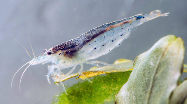 Amano-Garnele - Caridina multidentata, Weibchen auf Blatt von Bucephalandra sp. (Fotograf: Oliver Mengedoht)