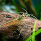 Amano-Garnele auf Wurzel im Aquarium von hinten (Fotograf: Tobias Gawrisch)