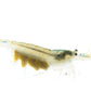 Amano-Garnelen (DNZ) - Eigene Nachzuchten; Hier: trächtiges Weibchen (Freigestellt auf weißem Grund, Fotograf: Tobias Gawrisch)