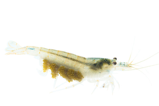 Amano-Garnelen (DNZ) - Eigene Nachzuchten; Hier: trächtiges Weibchen (Freigestellt auf weißem Grund, Fotograf: Tobias Gawrisch)